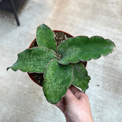 Sansevieria Kirkii Silver Blue 6