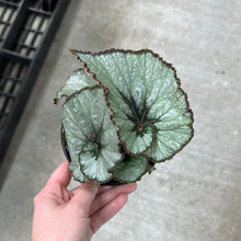 Load image into Gallery viewer, Begonia Escargot 4&quot;