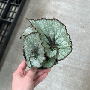 Begonia Escargot 4"