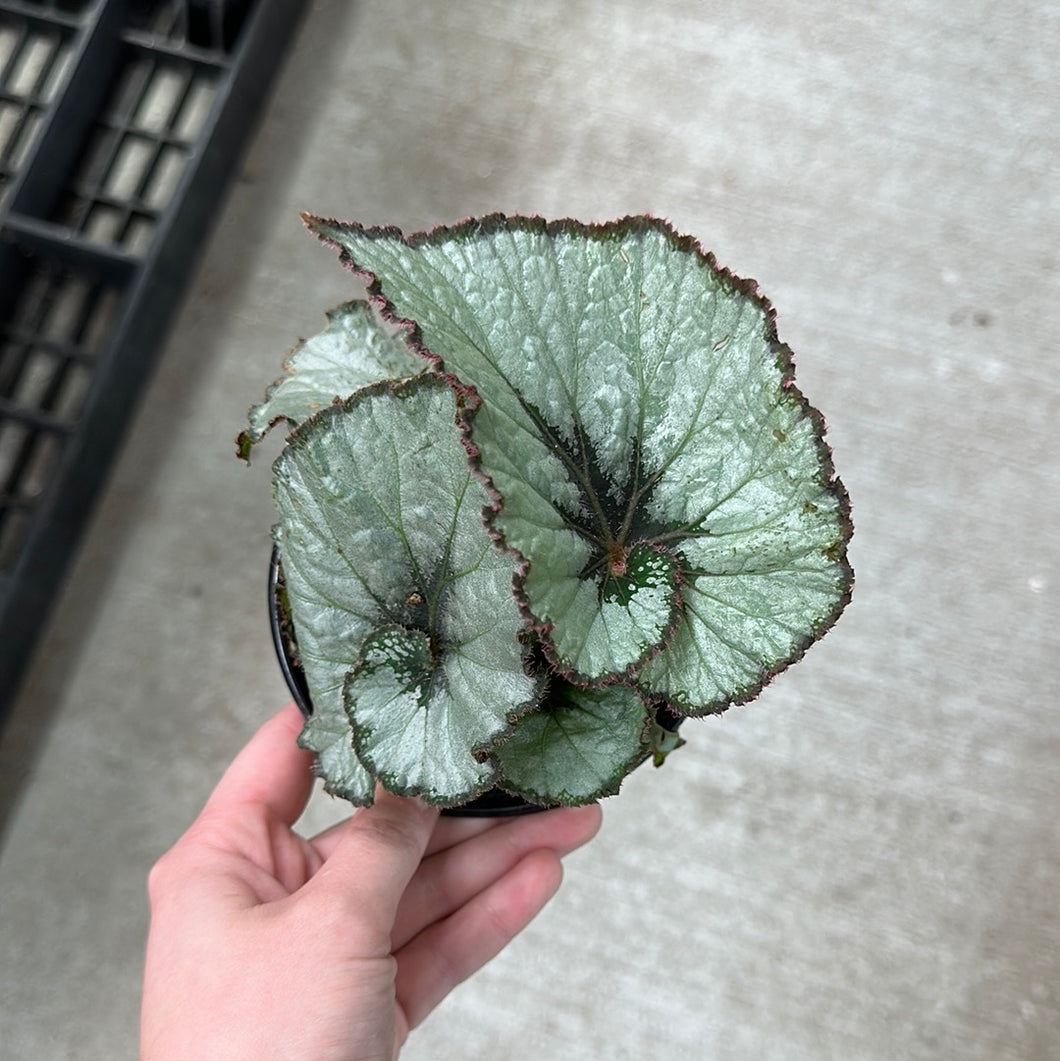 Begonia Escargot 4