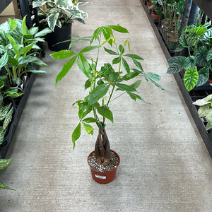 money tree kent Pachira Aquatica 6"