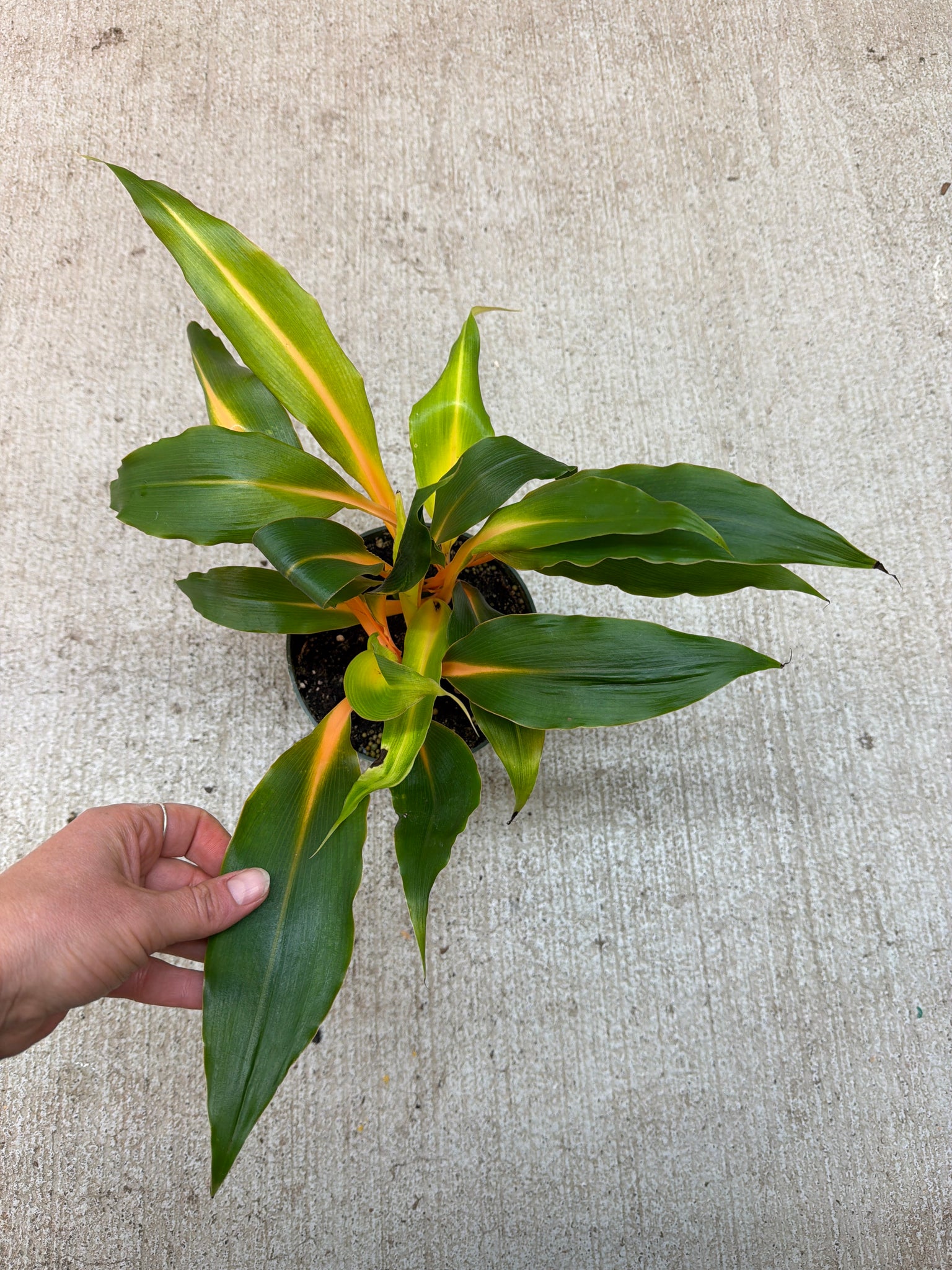 green and orange spider plant Chlorophytum Mandarin Orange 6"