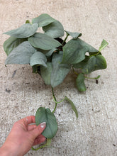 Load image into Gallery viewer, Scindapsus pictus 'Java Platinum' 6" - Satin Pothos