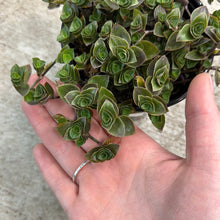 Load image into Gallery viewer, Callisia sp. 4&quot; - Turtle Vine