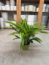 Load image into Gallery viewer, Dracaena Lemon Lime 6" 3PP - Dragon Tree