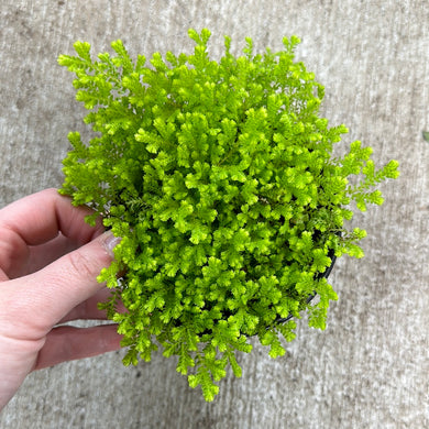 Selaginella kraussiana aurea 4