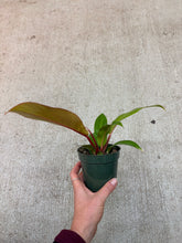 Load image into Gallery viewer, Philodendron Prince of Orange 4"