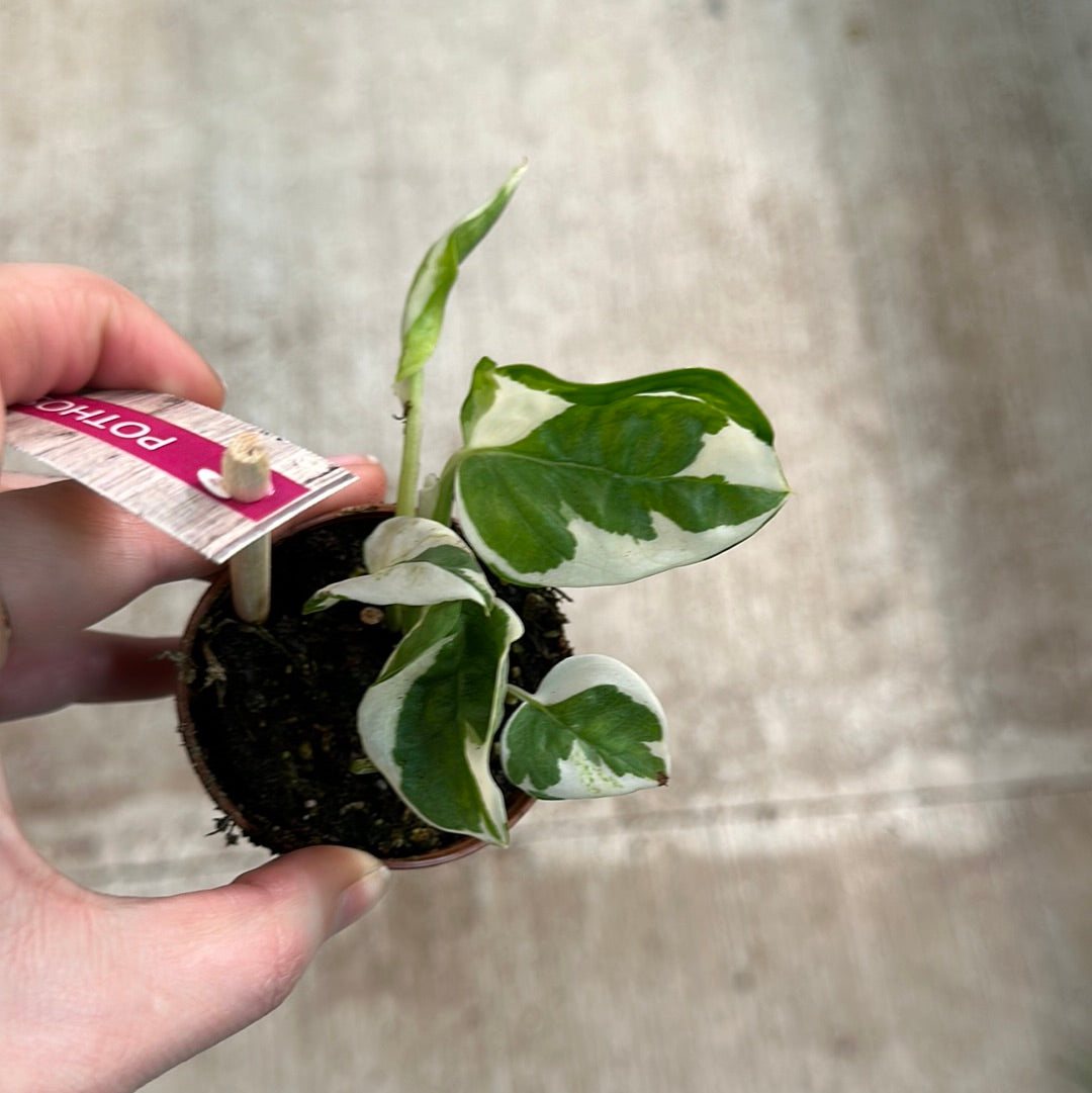 pearls and jade vs njoy pothos Epipremnum 'Pearls and Jade' 2"