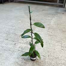 Load image into Gallery viewer, Hoya ilagiorum 3&quot;