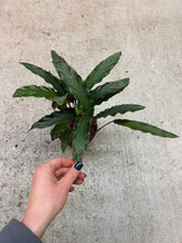 Load image into Gallery viewer, Calathea rufibarba 6"