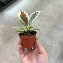 Load image into Gallery viewer, Ficus elastica &#39;Shivereana&#39;  2&quot; - Rubber Tree