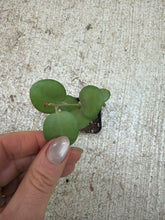 Load image into Gallery viewer, Xerosicyos dangui 2" - Silver Dollar Vine