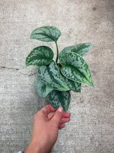 Load image into Gallery viewer, Scindapsus exotica 4" - Exotica Satin Pothos