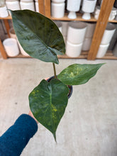 Load image into Gallery viewer, Alocasia wentii variegata 4"