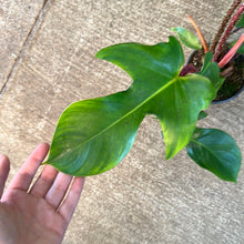 Load image into Gallery viewer, Philodendron &#39;Squamifermum&#39; 4&quot;