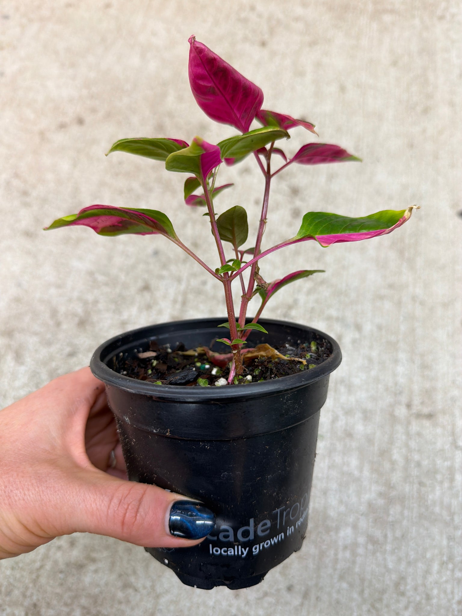 party time plant care indoor Alternanthera ficoidea 'Party Time' 4" – Kent East Hill Nursery
