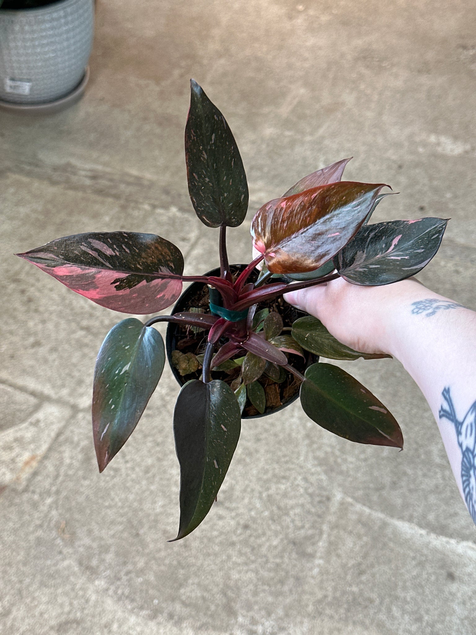 philodendron king Philodendron Pink Princess Marble King 4" – Kent East Hill Nursery