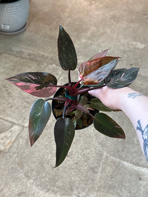 Philodendron Pink Princess Marble King 4