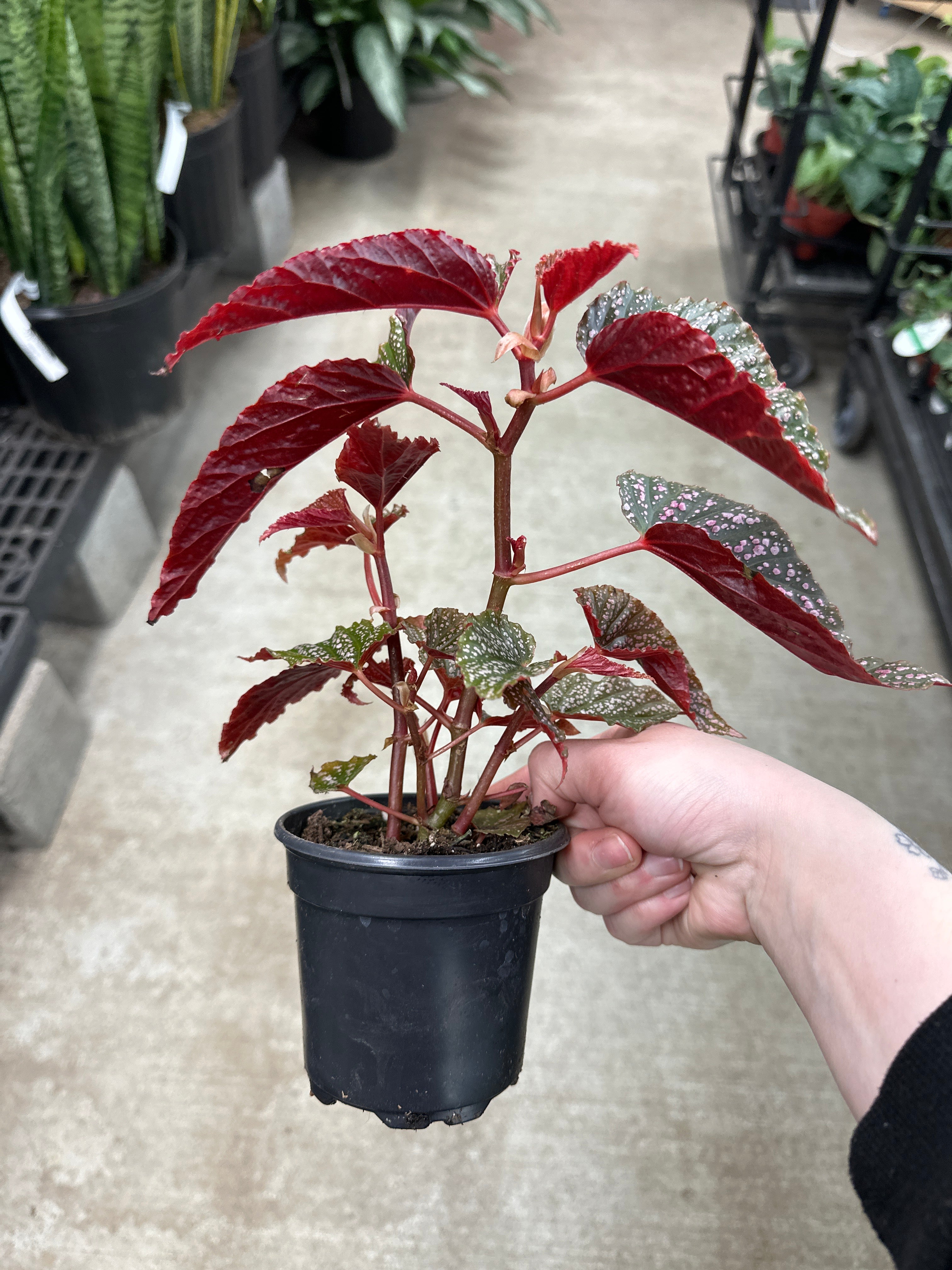 indoor plant with pink spots Begonia maculata Pink Spot 4" – Kent East Hill Nursery