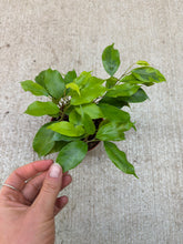 Load image into Gallery viewer, Ficus Margarite 4" - Variegated Weeping Fig