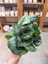 Load image into Gallery viewer, Scindapsus sp. 4" - Satin Pothos