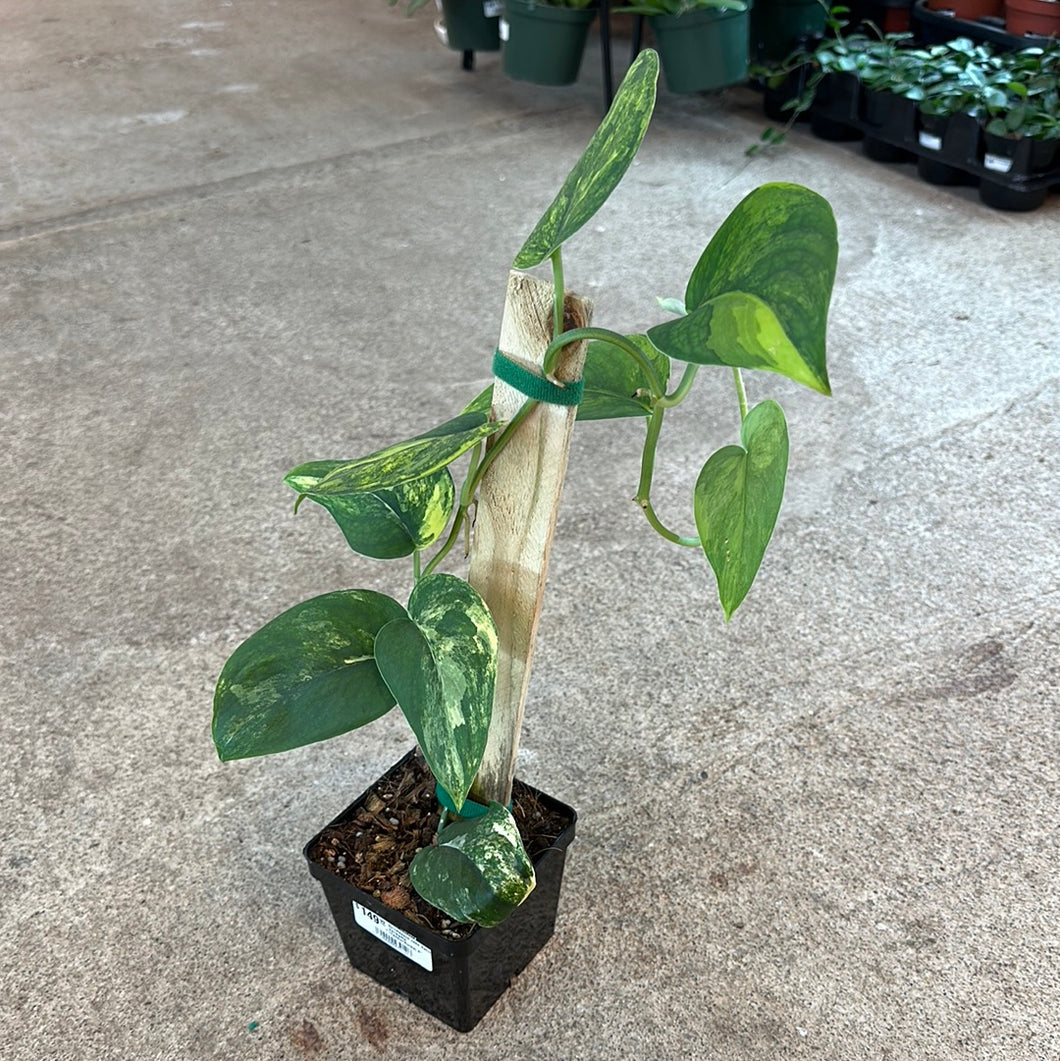 jade satin plant Scindapsus Jade Satin Variegata (Yellow/Aurea) 4” – Kent East Hill Nursery