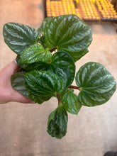 Load image into Gallery viewer, Peperomia Ecuador 4&quot;