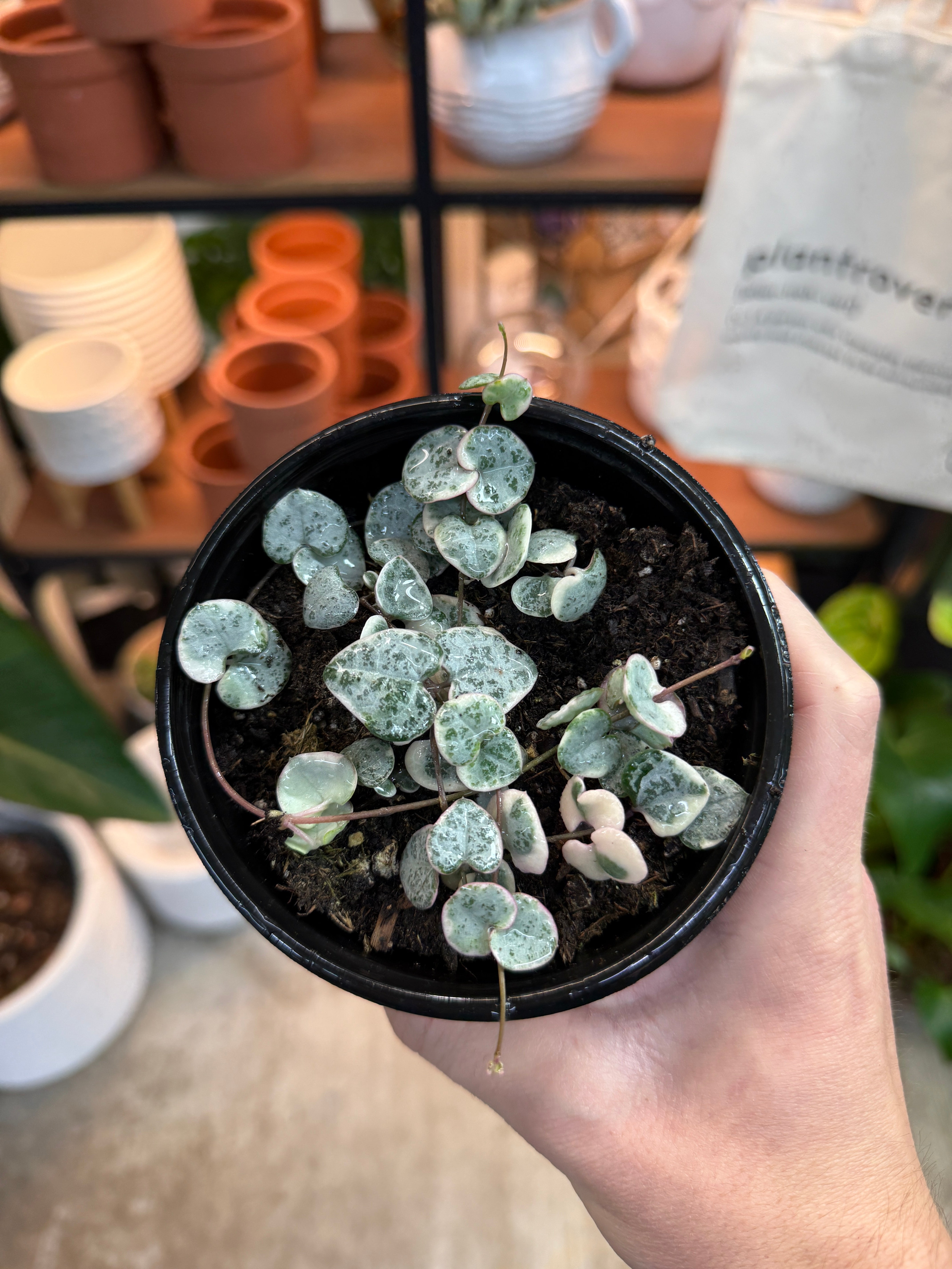 ceropegia woodii f. variegata Ceropegia woodii Variegata 4