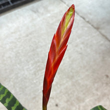 Load image into Gallery viewer, Bromeliad vriesea splendens 4&quot;
