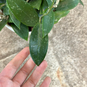 Hoya pallida 6"