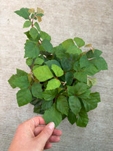 Load image into Gallery viewer, Cissus sp. 6&quot; - Grape Ivy