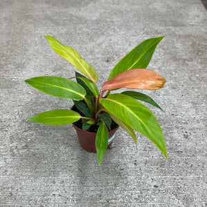 Philodendron Tangerine 4"
