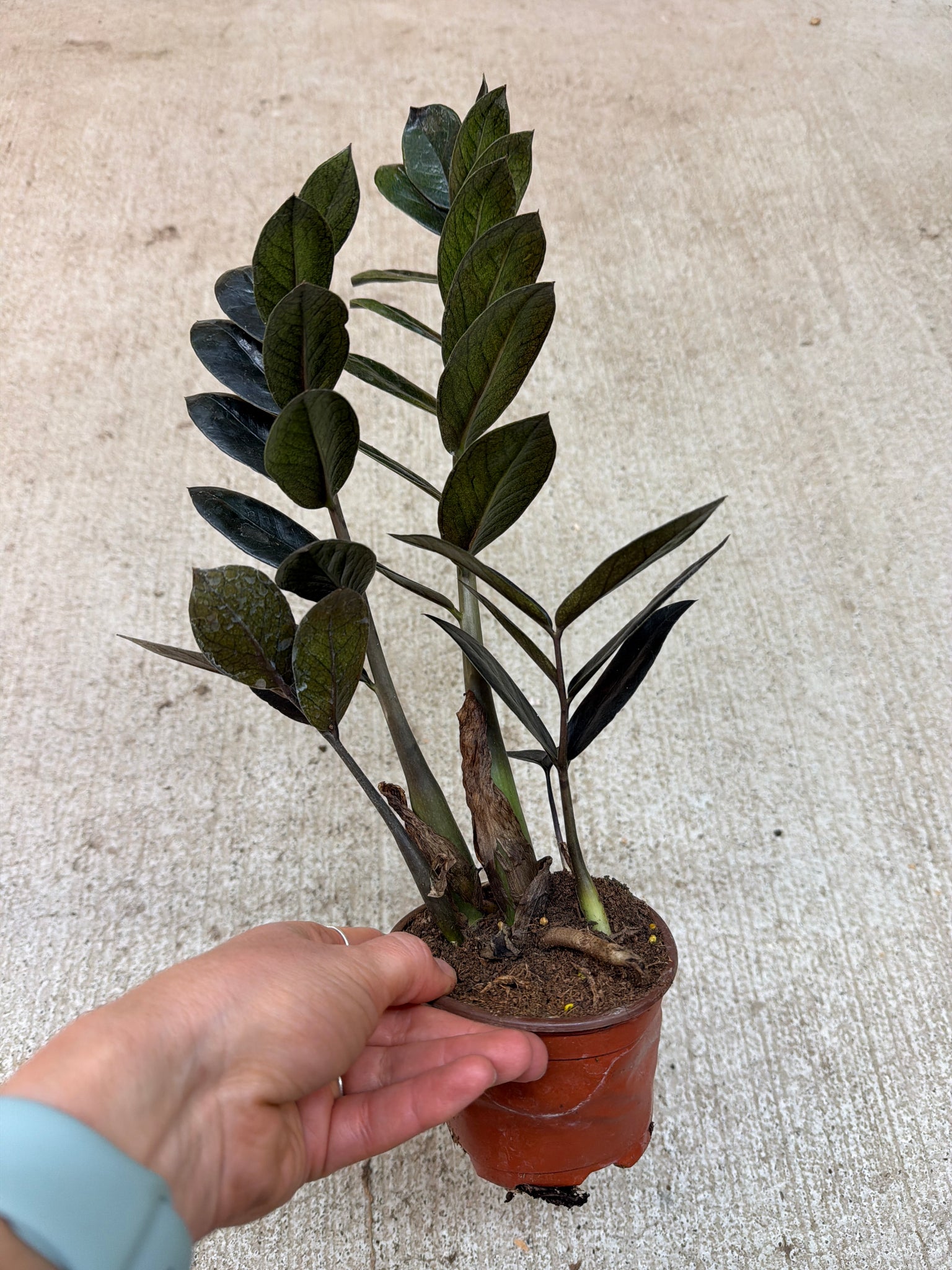 4 zz plant Zamioculcas Black Queen 4"
