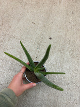 Load image into Gallery viewer, Aloe Vera 4"