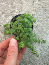Load image into Gallery viewer, Pilea depressa 'Tiny Tears' 2" - Baby Tears
