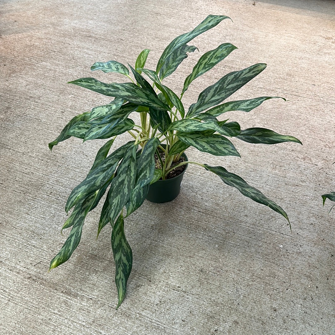 aglaonema mondo bay care Aglaonema Mondo Bay 6"