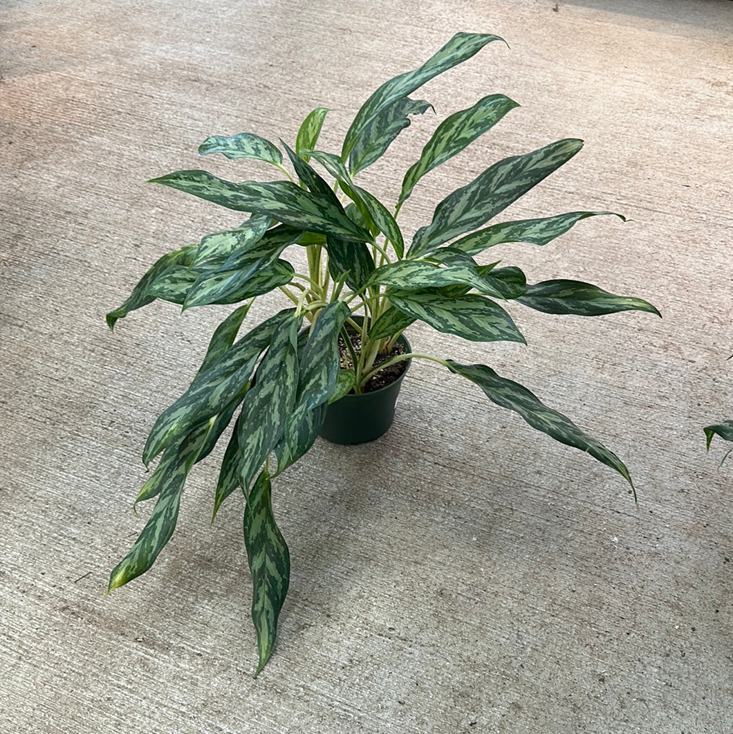 aglaonema mondo Aglaonema Mondo Bay 6"