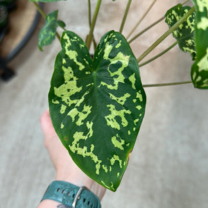Caladium praetermissum 4" - Alocasia Hilo Beauty