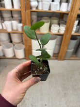 Load image into Gallery viewer, Xerosicyos dangui 2" - Silver Dollar Vine