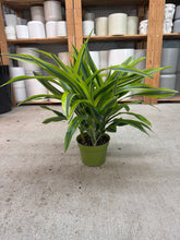 Load image into Gallery viewer, Dracaena Lemon Lime 6" 3PP - Dragon Tree