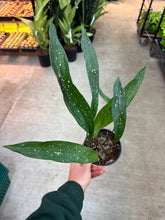 Load image into Gallery viewer, Aspidistra &#39;Milky Way&#39; 5&quot; - Variegated Cast Iron Plant