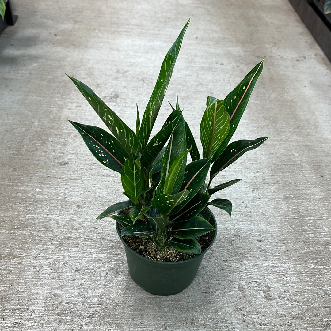 aglaonema white star Aglaonema Star 6" – Kent East Hill Nursery