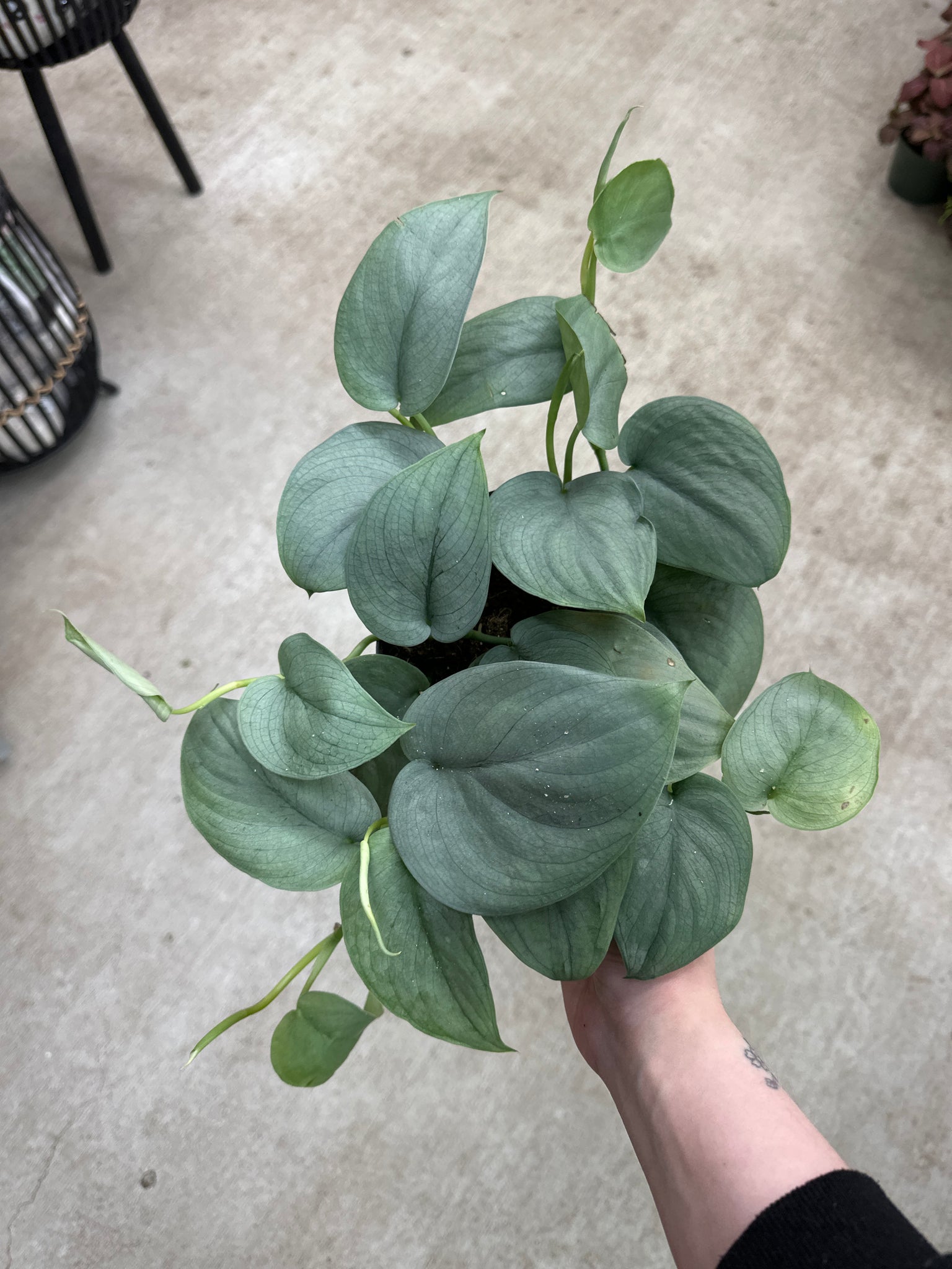 pictus satin pothos Scindapsus pictus platinum 6"