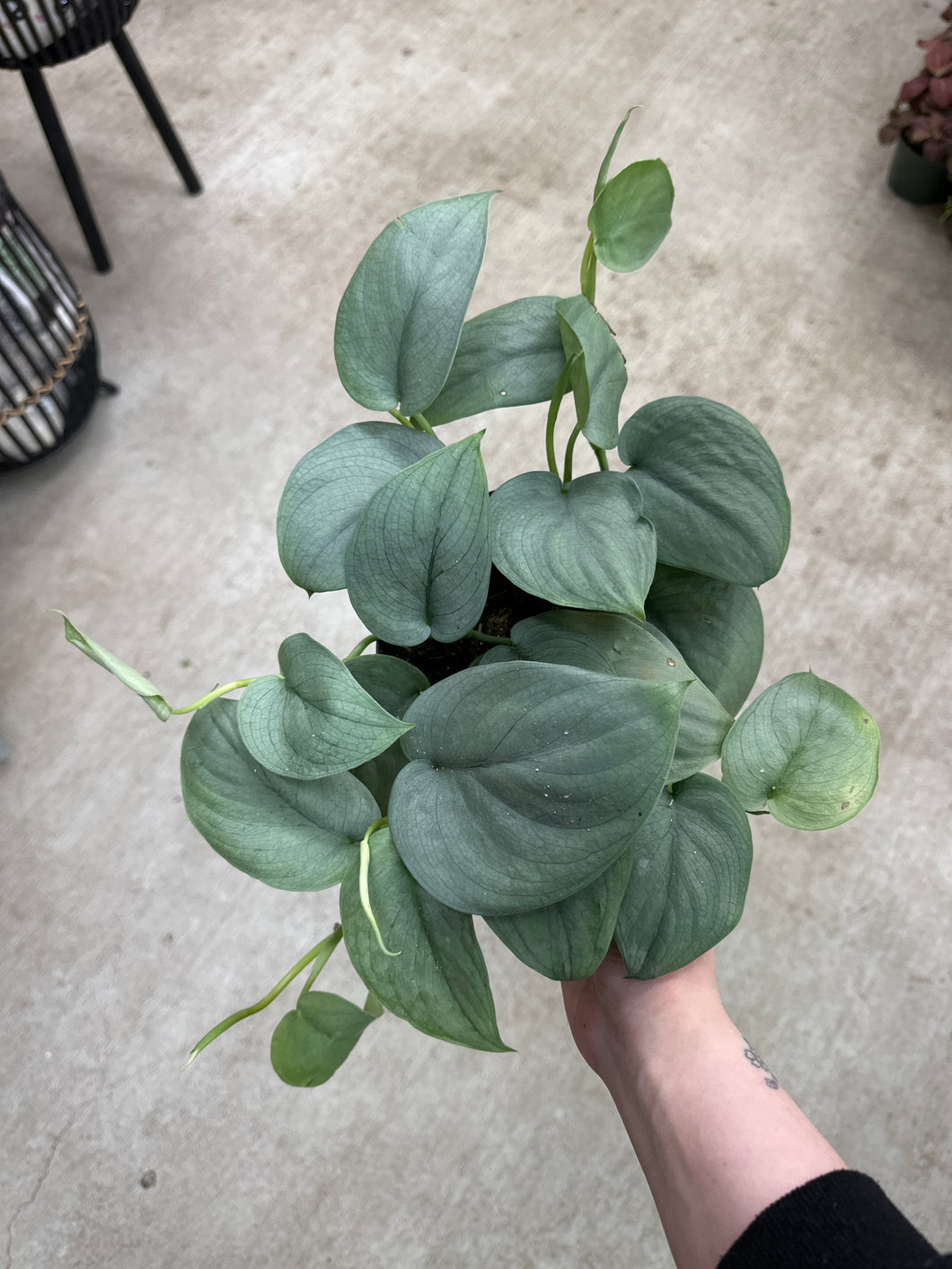 satin jade pothos for sale Scindapsus pictus platinum 6"