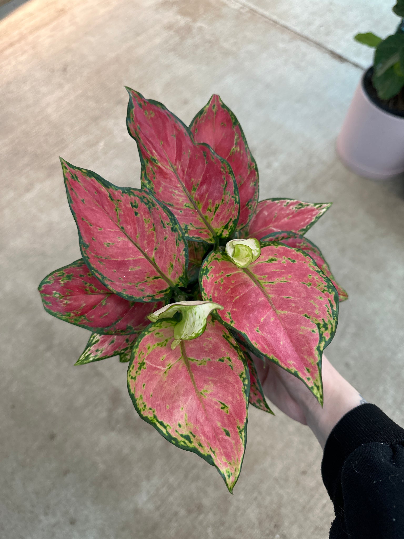 diamond aglaonema Aglaonema Red Diamond 6"