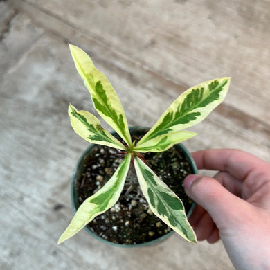 Euphorbia milii hybrid 4