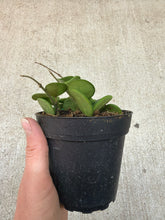 Load image into Gallery viewer, Hoya mathilde 4"