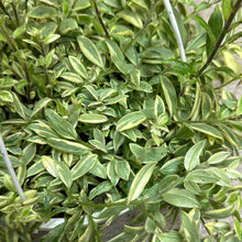 Load image into Gallery viewer, Aeschynanthus sp. Bolero Bicolor 8&quot; HB - Variegated Lipstick Plant