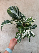 Load image into Gallery viewer, Calathea Stella 6&quot;