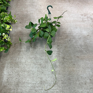 Hoya Kerrii 6